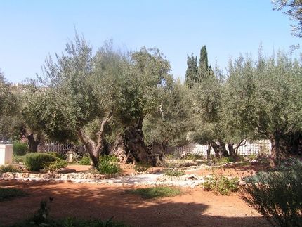 Gethsemane, where Jesus prayed for us